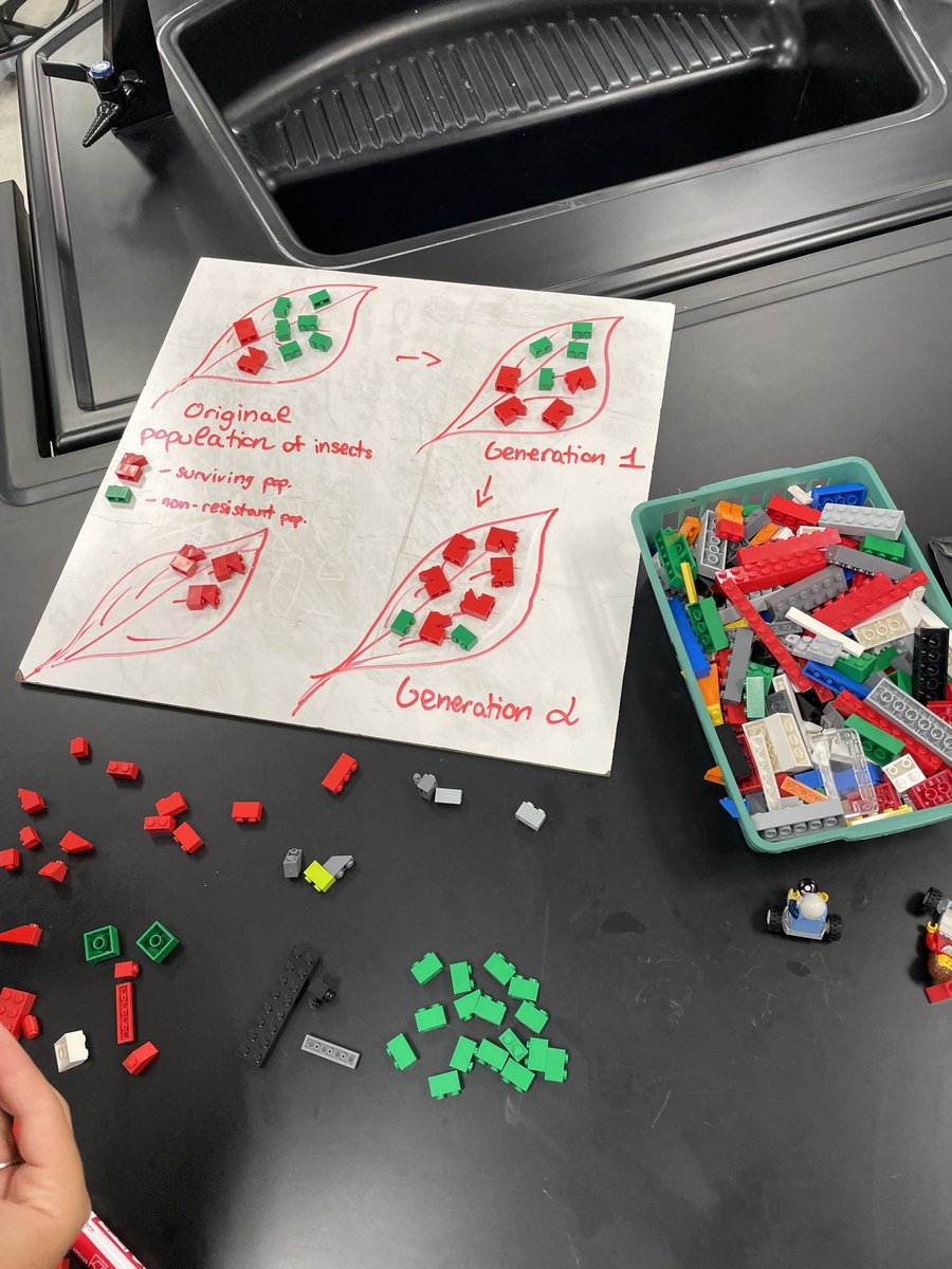 MarcusMrsD's tweet photo. Lego evolution fun - Students did an outstanding job of making predictions and making their thinking visible wrt natural selection and gene pool using legos. @MHS9th https://t.co/F0j1RxeGN1