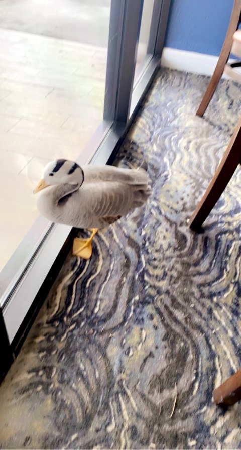 SundialResort's tweet photo. Director of Engineering, Mike, recently acquired a new assistant. Meet Stormi Webfoot, a Bar-Headed Goose! Stormi is excited to be on the job, diligently assessing challenges and ready to get her webbed feet to work getting Sundial back to business. https://t.co/x34SYvBV10