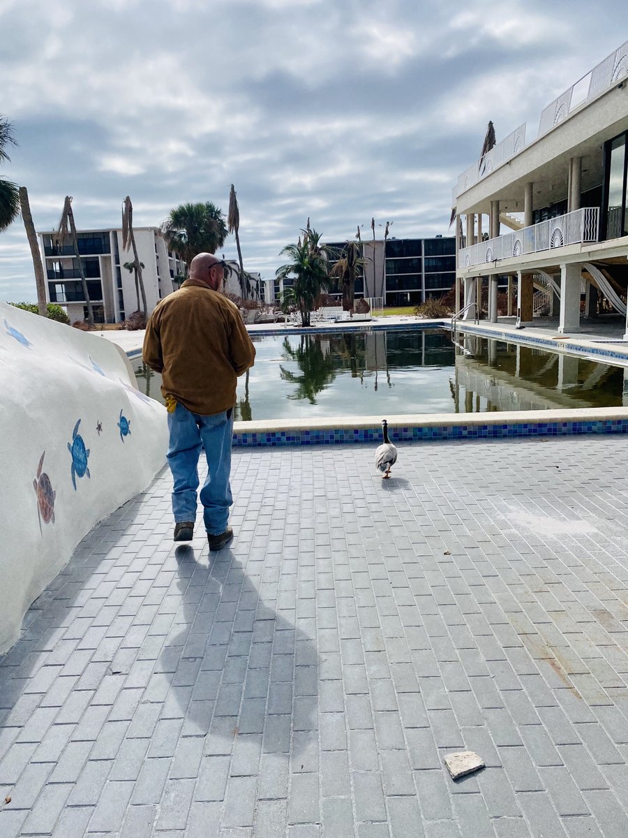 SundialResort's tweet photo. Director of Engineering, Mike, recently acquired a new assistant. Meet Stormi Webfoot, a Bar-Headed Goose! Stormi is excited to be on the job, diligently assessing challenges and ready to get her webbed feet to work getting Sundial back to business. https://t.co/x34SYvBV10