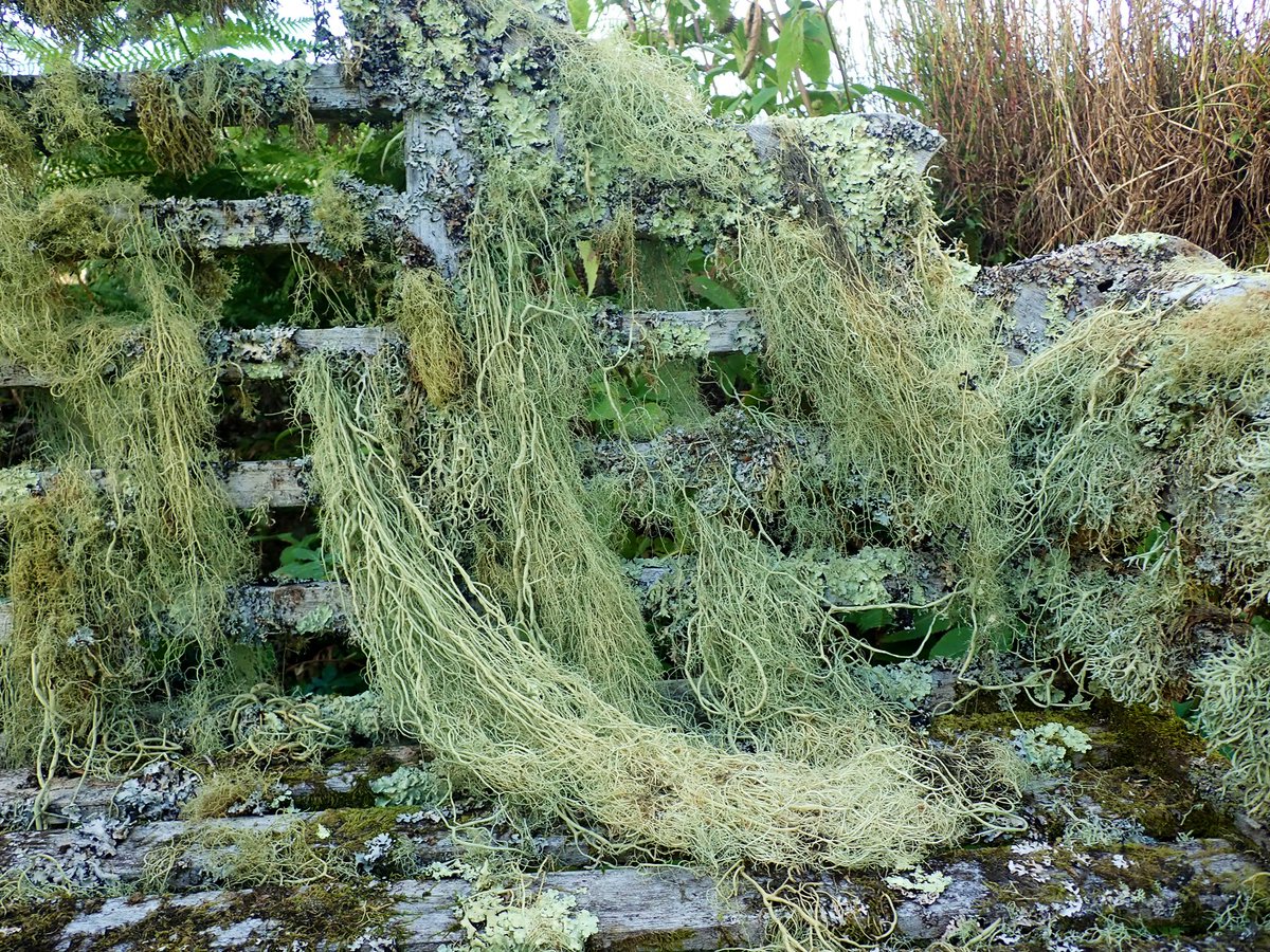 BLSlichens's tweet photo. Have ever seen a bench so beautiful? Here, a photograph by Nicola Bacciu at Trebartha Manor, Cornwall supporting a plethora of beard lichens (Usnea sp.) including excellent examples of Usnea articulata (string-of-sausages #lichen). https://t.co/7Yr3LMF0ky