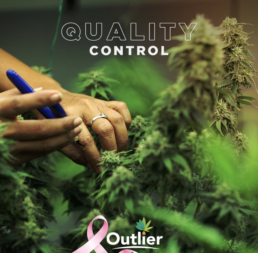 OutlierCan's tweet photo. 🌲 🍃 https://t.co/7I7DGOG3Sb