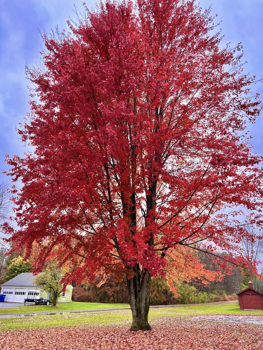 lynnsferrazza1's tweet photo. #fall #foliage #suffieldct https://t.co/wyrbr2Zx0d