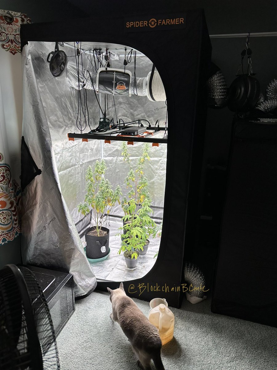BlockchainBCmte's tweet photo. A check of our #SpiderFarmer4X4GrowTent 🏕 with an #se5000 looking like I need to swap more to flower.  #microgrow 
#cannabiscommunity #mmemberville #weedmob #growyourown #stonerfam #420life #spiderfarmerLED 🕷 @blazedRTs #LEDgrowsItAll #indoorgarden @spiderfarmerled @sme_rt https://t.co/SYCR5UntBW