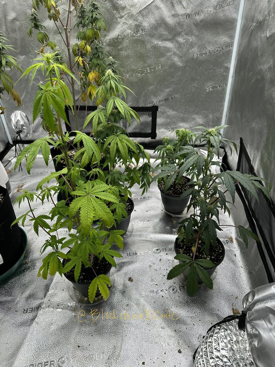 BlockchainBCmte's tweet photo. A check of our #SpiderFarmer4X4GrowTent 🏕 with an #se5000 looking like I need to swap more to flower.  #microgrow 
#cannabiscommunity #mmemberville #weedmob #growyourown #stonerfam #420life #spiderfarmerLED 🕷 @blazedRTs #LEDgrowsItAll #indoorgarden @spiderfarmerled @sme_rt https://t.co/SYCR5UntBW