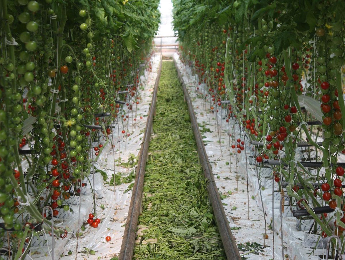 River Cafe tweet media