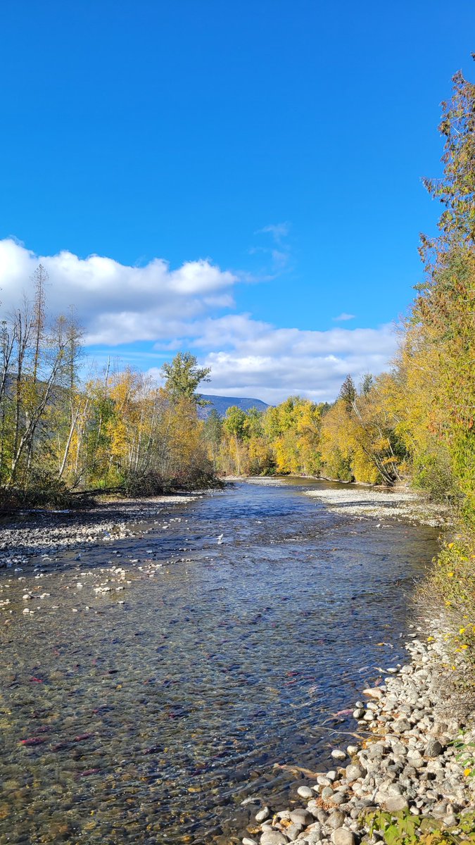 meganne_ux's tweet photo. Road tripping in interior British Columbia! Caught the last day of the salmon run, tried bannock for the first timeπ, and will have a few days of no internet / reception coming up next! Lookjng forward to the total refresh. ππ²βοΈπ #techcleanse https://t.co/qX9y126p2V