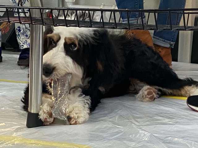 Congratulations to our teaching artist, Marcia Stone! This weekend, Marcia was invited on the HGTV Show “Good Bones” to indigo-dye a duvet cover for a house they’re rehabbing!  The episode will likely air on HGTV in a week! #HGTV🏘️

We CAN'T WAIT for the episode to air! 🥳