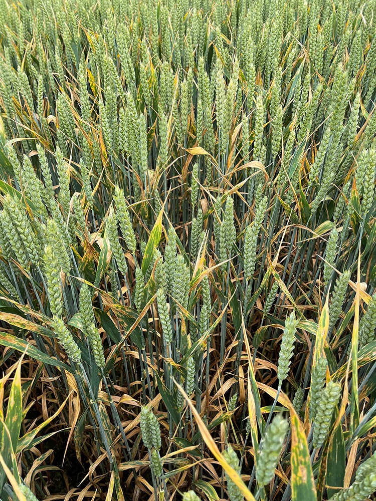 In late summer of 2020, lesions of septoria tritici blotch appeared in great abundance in plots of winter wheat under evaluation for inclusion in the Irish cereal recommended list. Read here: bit.ly/3eTWd85 #ResearchImpacts @mladencucak