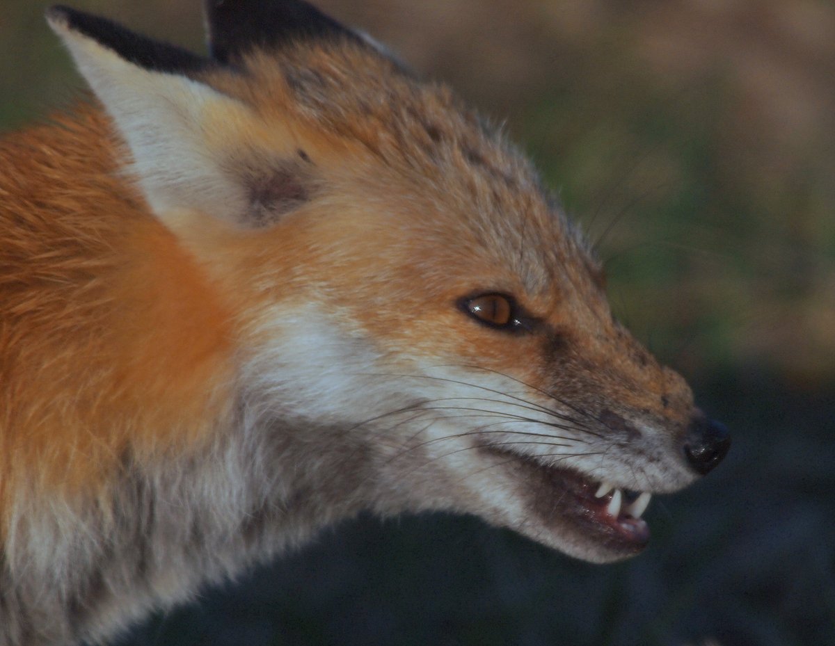 hourlyfoxes's tweet photo. HourlyFoxes presents: https://t.co/n5oC5M6H3n
