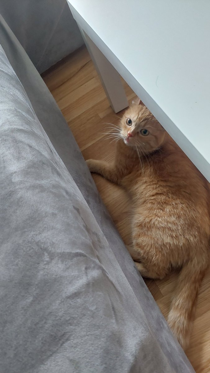 tiagoapimenta's tweet photo. Kussi #Katze #cat https://t.co/RVRMQFpbvm