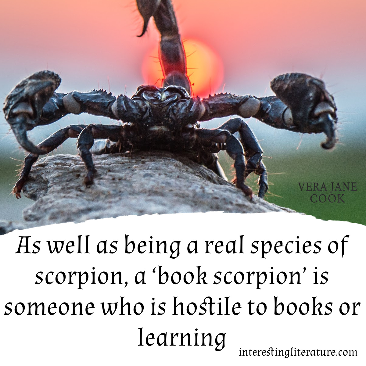 verajanecook's tweet photo. Oh my! I couldn't ever image being hostile towards books, could you?

#indieauthor #bookcommunity #readersofinstagram #bookstagrammers #booksbooksbooksandmorebooks #BookLoversAlways #readingaddicts https://t.co/kw8fQAHfFA