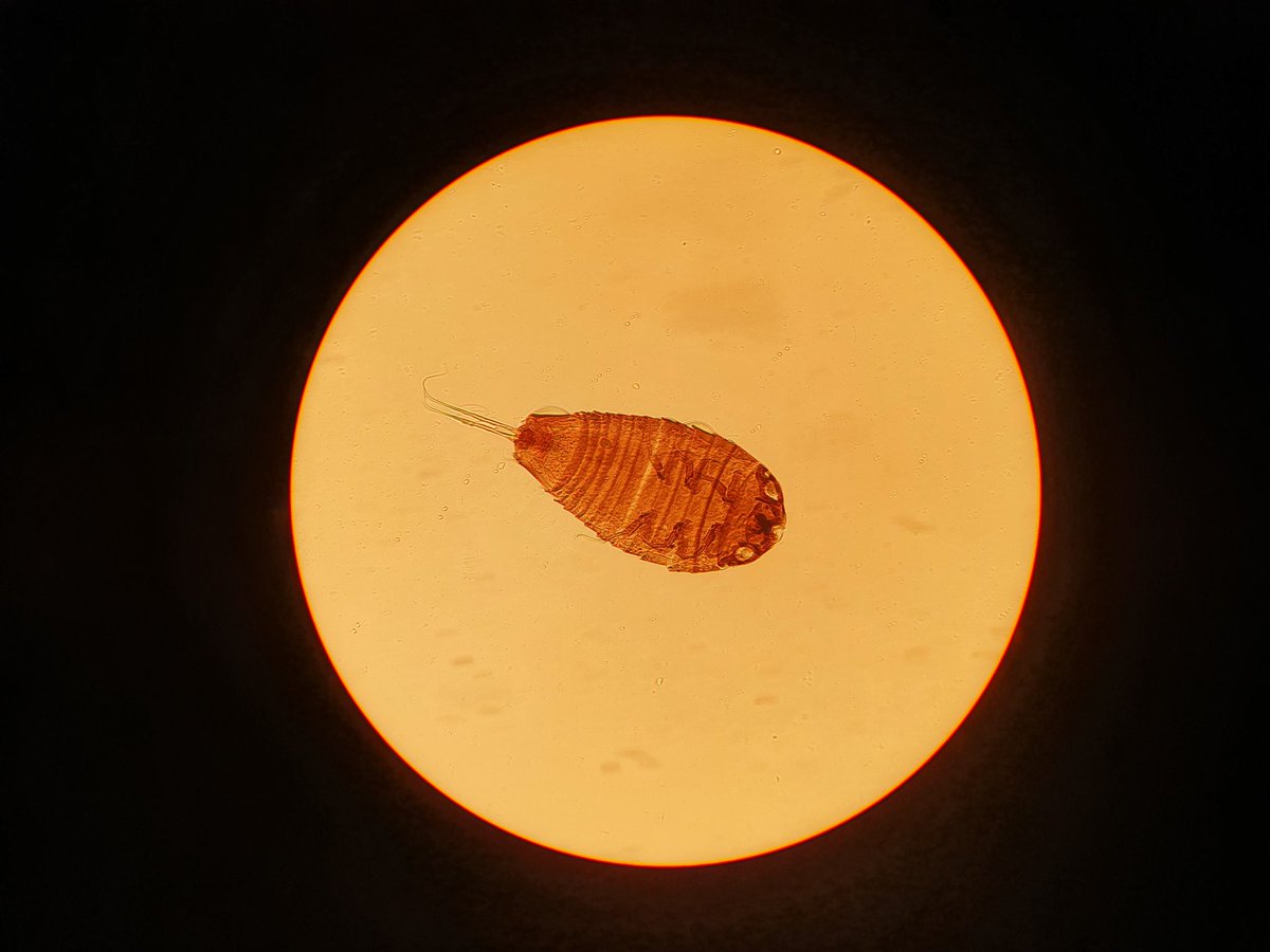 UmuClaudius's tweet photo. The primary larva of Stichotrema asahinai, a myrmecolacid first recorded in Okinawa from Hirashima and Kifune (1974). It is a parasite of the katydid Mecopoda elongata, with first description of larvae from Honda (1977).
Newly recorded in Taiwan.
#Strepsiptera #Myrmecolacidae https://t.co/LBaJ3twQOS