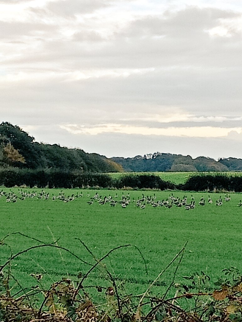 EmmaJoy75🏴󠁧󠁢󠁥󠁮󠁧󠁿🌹 tweet media