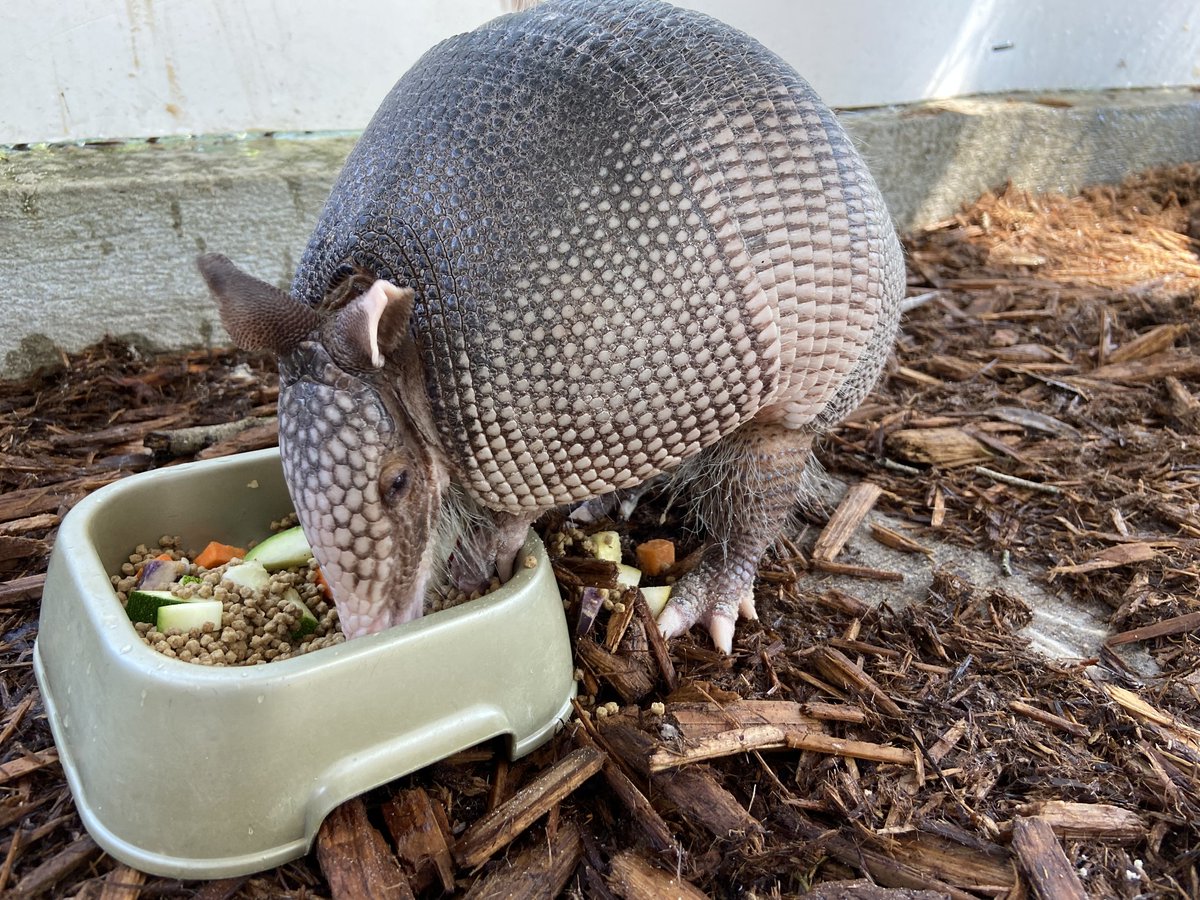 Hurricane Ian made a huge impact across Florida, including in Sanibel Island where <a href="/CROWClinic/">CROW Clinic</a> is located. The Zoo was asked to take in Billy, a nine-banded armadillo, and a female opossum! They will become animal ambassadors with us. #CentralFloridaZoo #Armadillo #Opossum