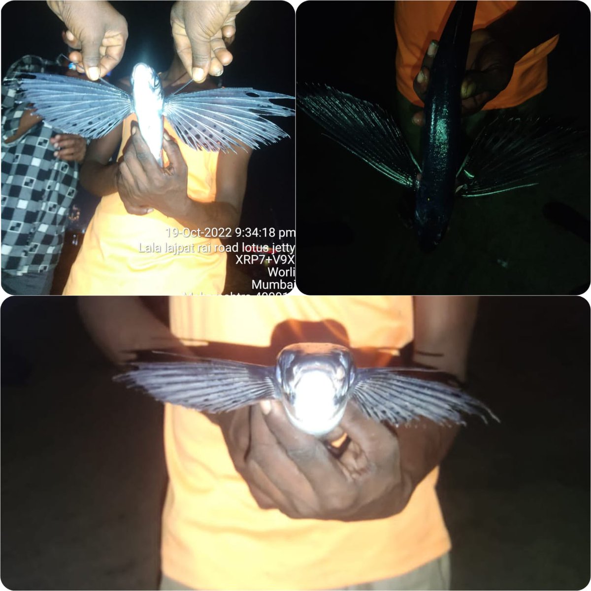 VanchitMacchim1's tweet photo. #FlyingFish Released
@suchetadalal #SaveArtisanalFishing
#SaveArtisanalFishers #SaveTraditionalFishers
From #MassReclamation #StopSeaGrabbing #StopBiodiversityLoss @mybmcCoastalRd @MMRDAOfficial @FisheriesGoI @UN @nfdbindia
@micnewdelhi @MangroveForest @MangrovesMumbai https://t.co/yIKwBtbtEA