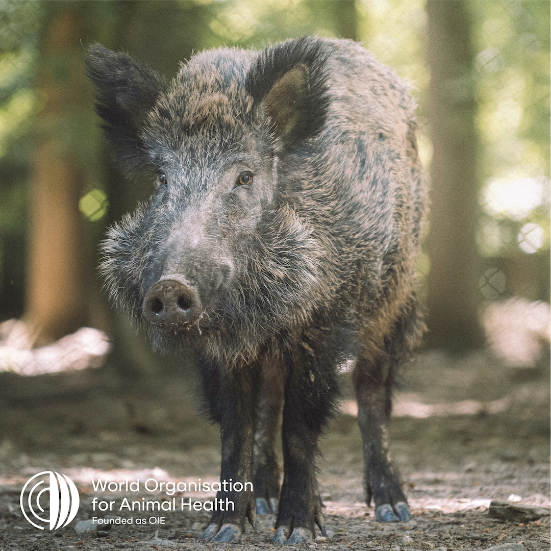 WOAH's tweet photo. Help protect pigs from the devastating effects of #AfricanSwineFever! 🐷🚫🦠
🐽 Declare goods to border security
🐽 Avoid packing pork products
🐽 Dispose food properly to avoid wild pigs eating them
🐽 Clean clothes appropriately as the virus can stay on them
#ASFStopTheSpread https://t.co/qSGN2qxSzb