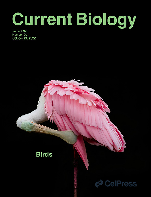 New Frontiers in Bird Migration research @CurrentBiology. Check out our brand new review paper with an outstanding team of experts! Proud of this one. tinyurl.com/3dz5rnfc @elham_nourani @andreakoelzsch @wfiedler2 @nilslinek @JPartecke @DrHannahJW @animaltracking
