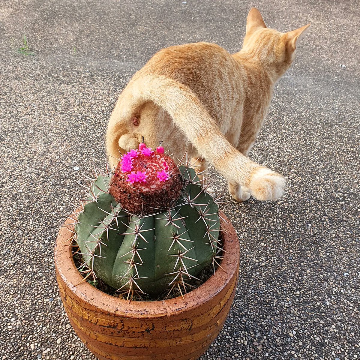 Hukna_Cactus's tweet photo. ฐานะเเมวข้างบ้าน #แมวข้างบ้าน #melocactus
#cactuslover #cactusflower #cactusgarden #cacti #cactusworld #CatsOfTwitter https://t.co/vnlkOrw2jR