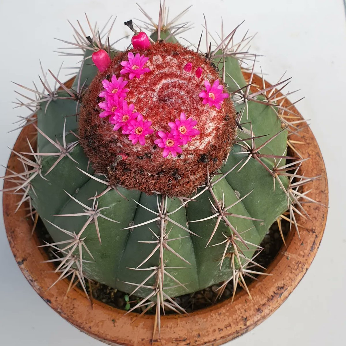 Hukna_Cactus's tweet photo. ฐานะเเมวข้างบ้าน #แมวข้างบ้าน #melocactus
#cactuslover #cactusflower #cactusgarden #cacti #cactusworld #CatsOfTwitter https://t.co/vnlkOrw2jR