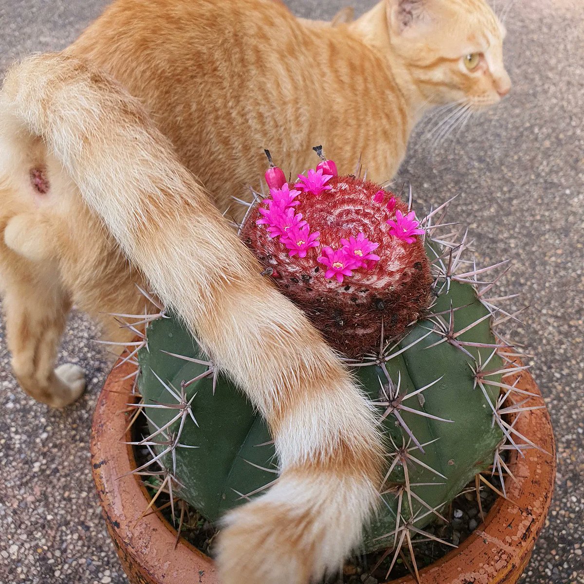 Hukna_Cactus's tweet photo. ฐานะเเมวข้างบ้าน #แมวข้างบ้าน #melocactus
#cactuslover #cactusflower #cactusgarden #cacti #cactusworld #CatsOfTwitter https://t.co/vnlkOrw2jR