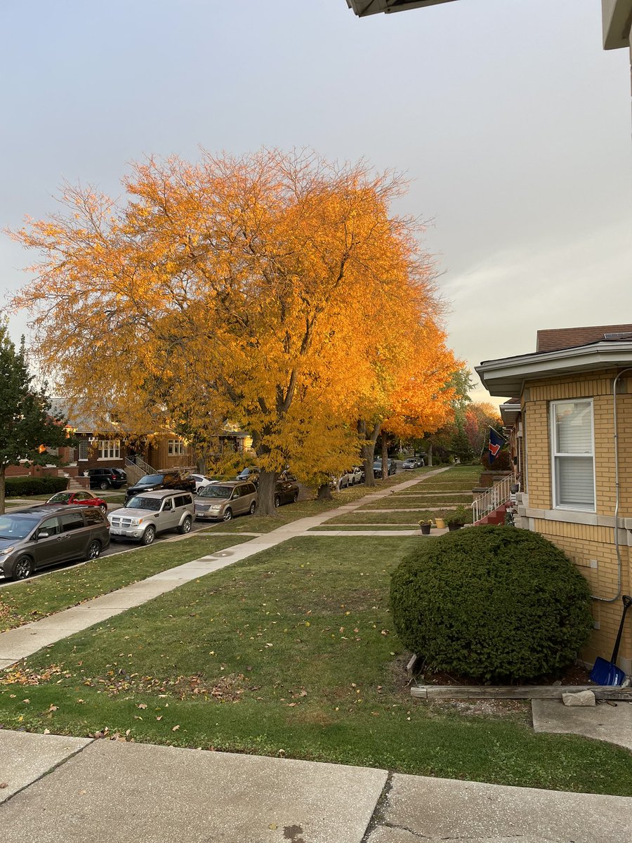 joshgalvan75's tweet photo. Beautiful morning in Berwyn il . #mortonpride https://t.co/vz6JFPyuNh