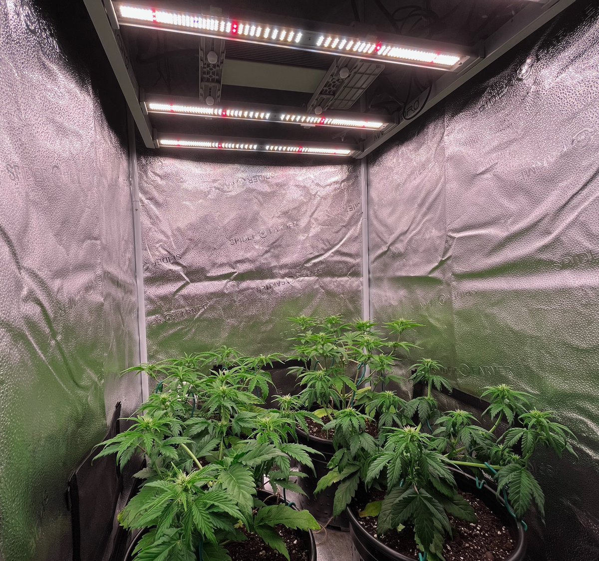 PushnPhosphorus's tweet photo. Day 28:Twisted Tree AutoFlowers 2x Twisted Menageries 2x Nova OGs. Grown in @coastofmaineorg Stonington Blend
Amended w/ CoM stonington blend plant food
Lets grow!
#Mmembervile #WeedLovers #weedsmokers #WeedLife #Marijuana #CannabisCommunity #OnlyAutoFlowers #OnlyAutos https://t.co/rXB5gxwH64