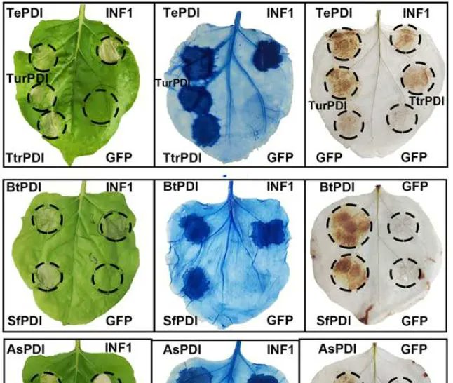 PlantPhys's tweet photo. A conserved protein disulfide isomerase enhances plant resistance against herbivores (Jia-Rong Cui, Xiao-Li Bing, Yi-Jing Tang, Fan Liu, Lu Ren, Jia-Yi Zhou, Huan-Huan Liu, Meng-Ke Wang, Ary A Hoffmann, Xiao-Yue Hong) https://t.co/EkZSIC5M4p #PlantSci @ASPB https://t.co/s0wobckFNC