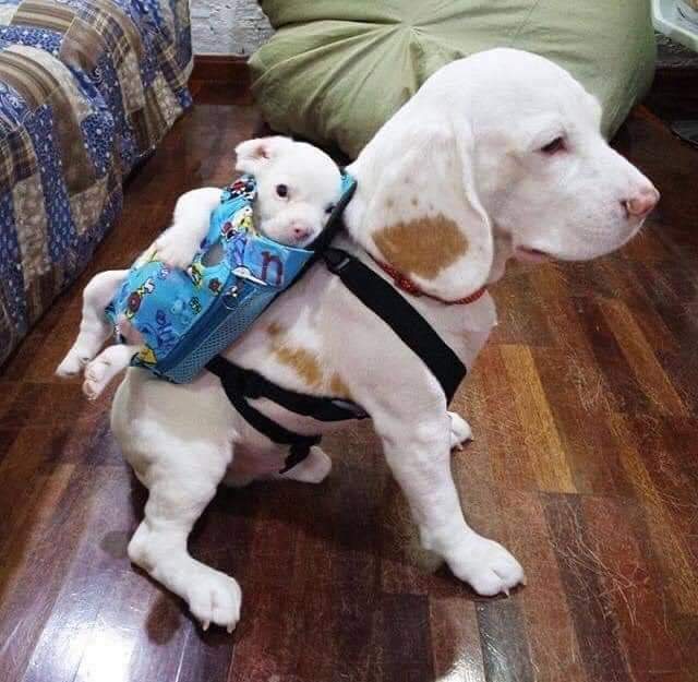 thehappydog_'s tweet photo. This photo just melted my heart. ❤ https://t.co/gPtZy50doG