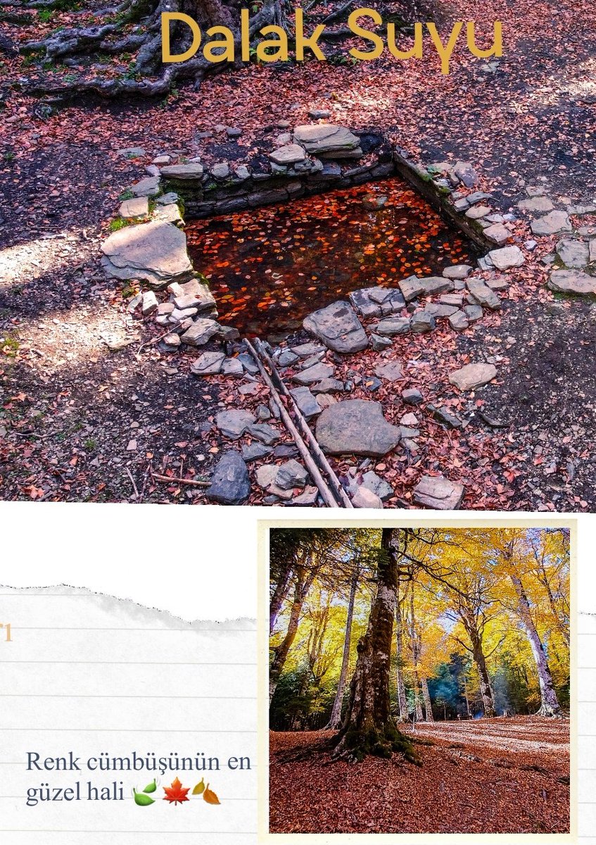 ismail17ida's tweet photo. Renk cümbüşünün en güzel hali 🍃🍁 #sonbahar #kampyerleri #kampturkiye #turuncu #orangeteal #autumnmood #autumnvibes🍁 #autumncolors #kazdaglari #kesfetteyim #dogadan  #autumncolors  #Bayramic  #kazdaglari #kesfetteyim #dogadan #farklibak #withgalaxy #dalaksuyu #samsunga33 https://t.co/gCB53U2PIY