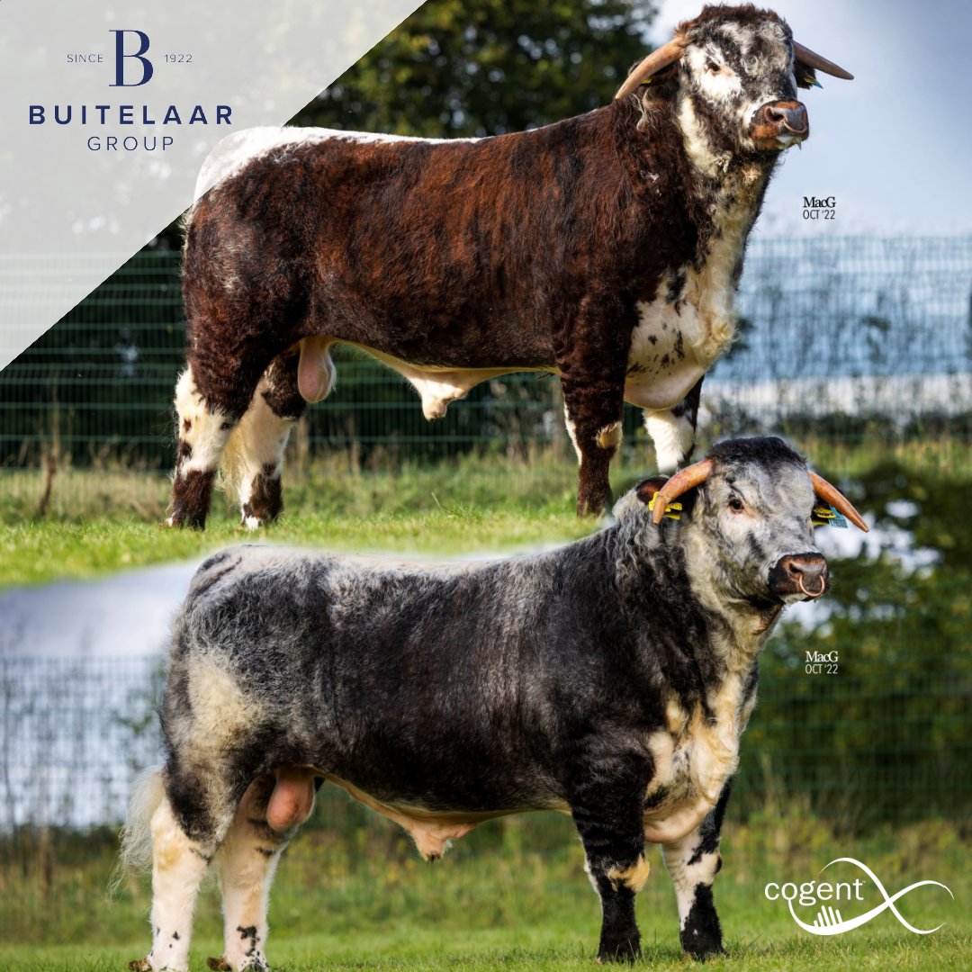 TWO new bulls from Cogent qualify for Buitelaar’s Longhorn scheme!

1. Blackbrook FREDDIE 
2. Blackbrook FRIAR TUCK 

For more information on the scheme contact us or Buitelaar at info@buitelaargroup.com