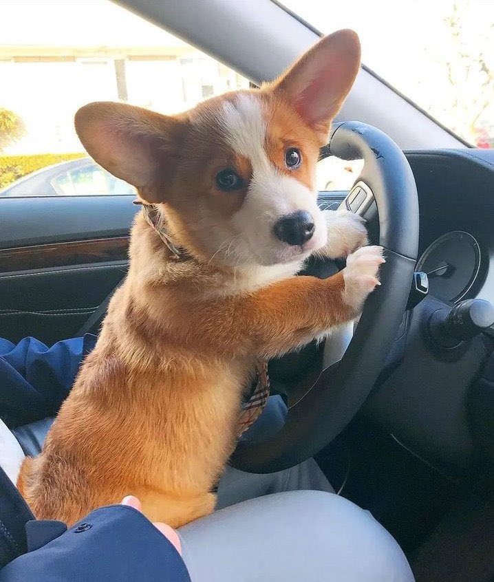 ryenarussillo's tweet photo. Look at this little guy! https://t.co/ymqXQabvJx