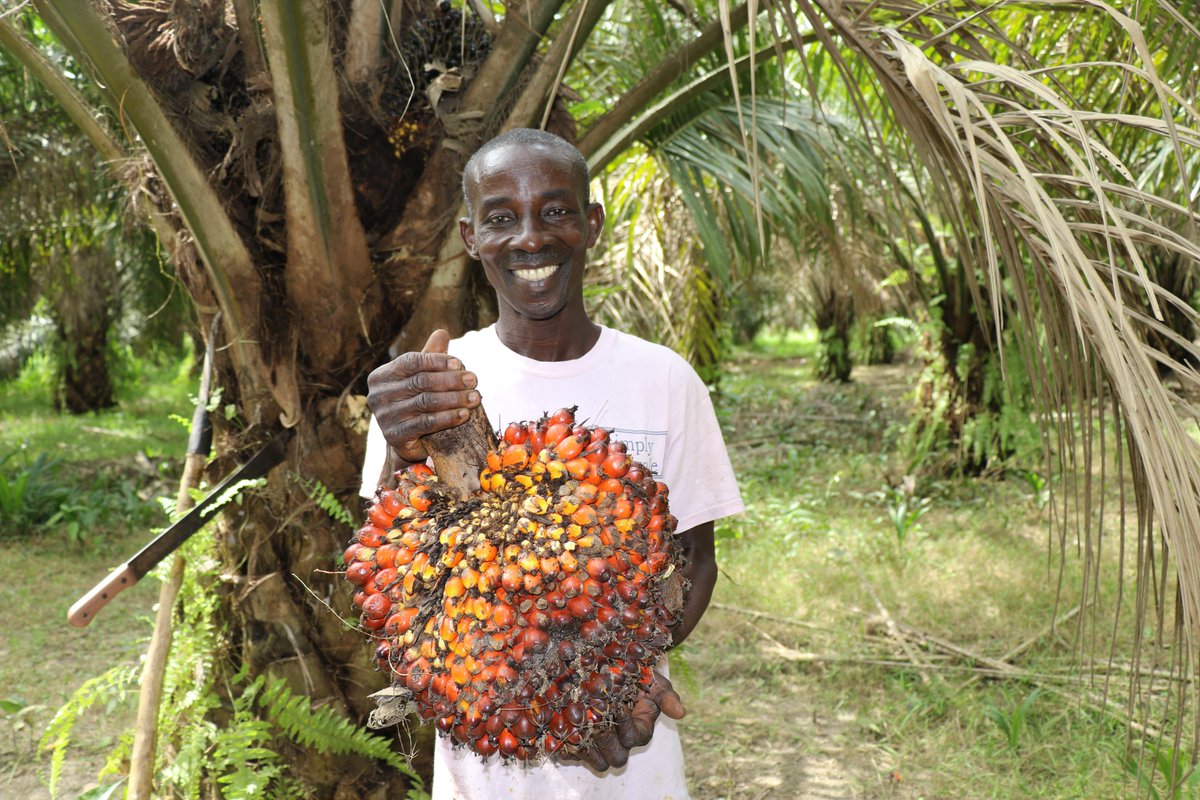 Solidaridad_wa's tweet photo. Joseph Appiah is now a happy man. He says his ability to provide for his family makes him excited. The 50-year-old #oilpalm farmer says his earnings have now tripled since adopting #BMP in 2019. Joseph is a beneficiary of #SWAPPII co-funded by @SwissEmbAccra and @NLinGhana. https://t.co/YnBH6Jf7eZ