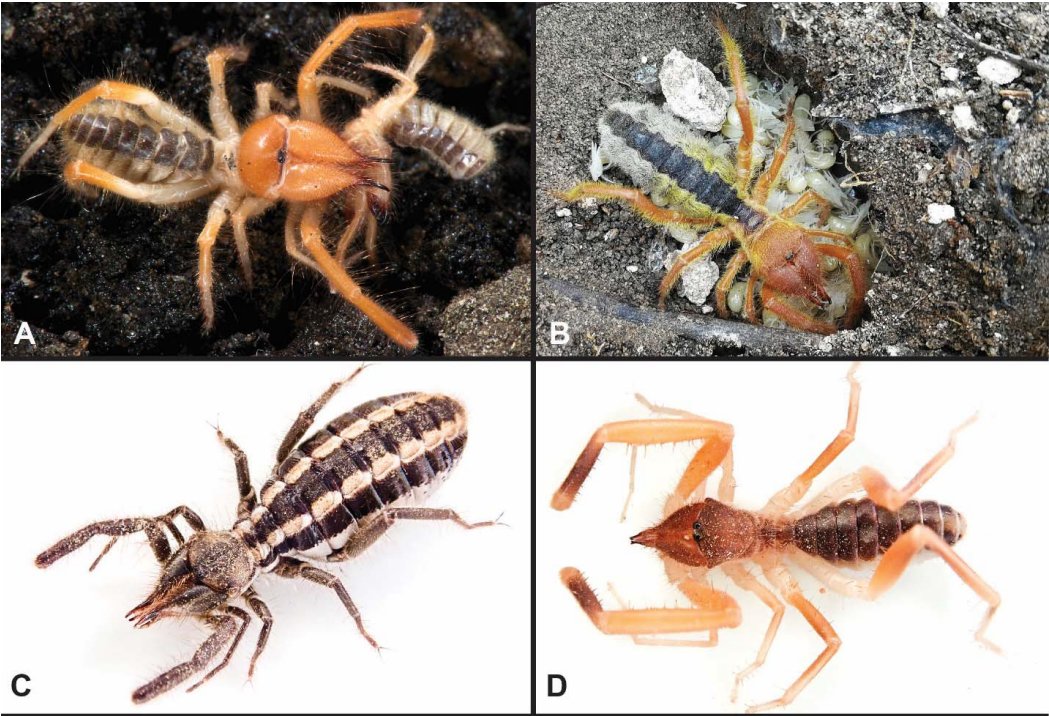 Welcome to phylogenomics, camel spiders! Neglected no longer: Phylogenomic resolution of higher-level relationships in Solifugae Big congrats to Siddharth Kulkarni and great team! biorxiv.org/content/10.110…
