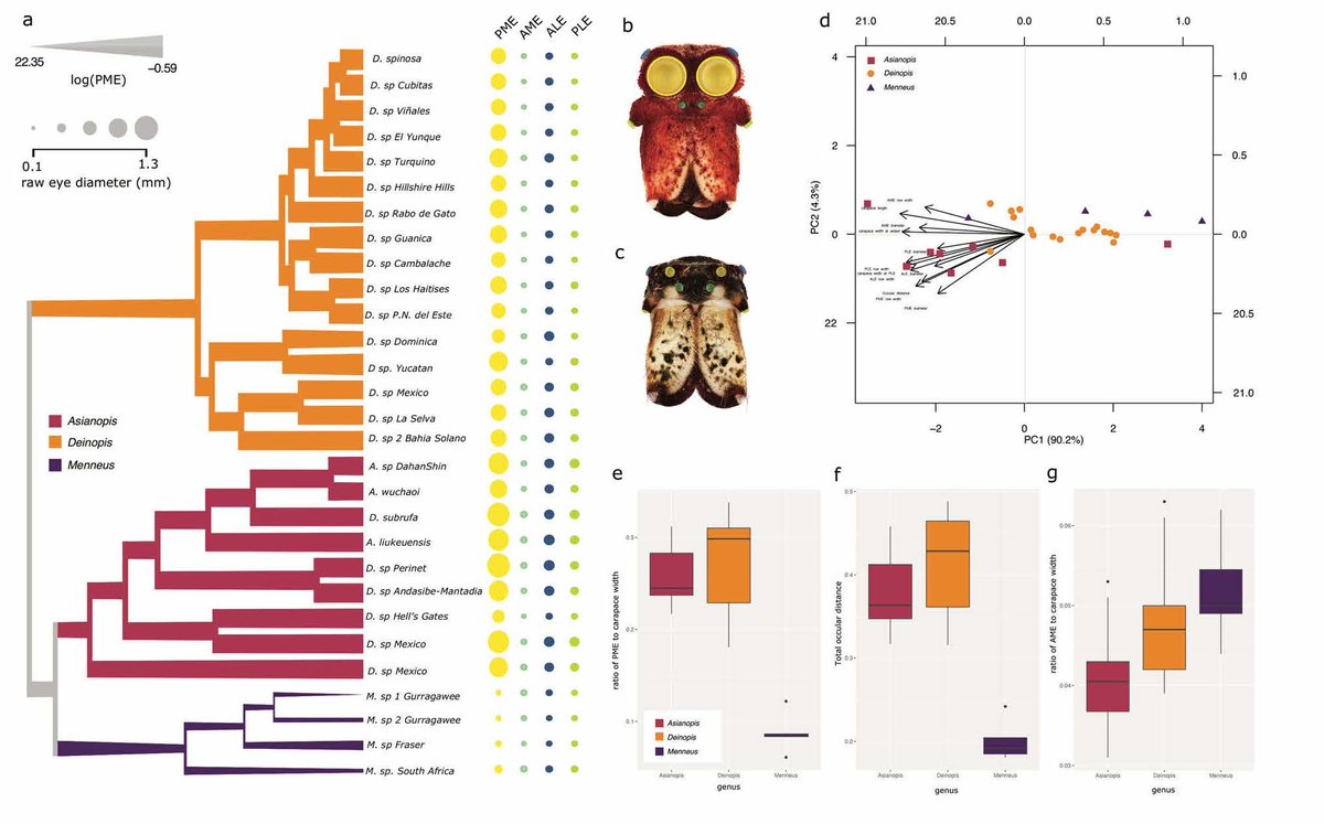 Jason_E_Bond's tweet photo. Just published in Scientific Reports! Ogre-faced spiders, the breakup of Gondwana, and eye size evolution - https://t.co/HKTarlHn1L. A big congrats to lead author and postdoc Lisa Chamberland! #arachnology #biogeography #evolution https://t.co/H3ZrQQRsQN