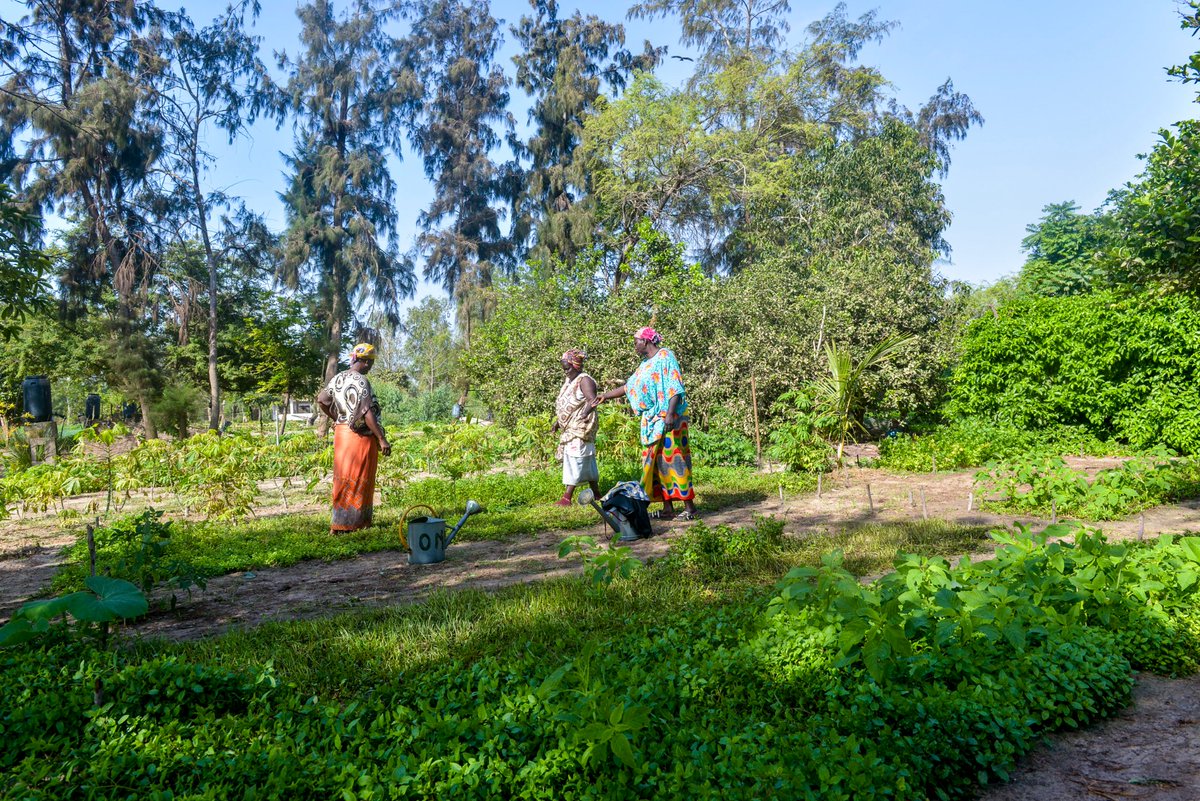 PNUDSenegal's tweet image. #Relanceverte
#Economieverte
🔗bit.ly/3MheBSF

Comment ↗️:
☑️📈 économ.
☑️Opportunités d'emploi🌱
☑️Egalité

@PNUDSenegal appuie 🇸🇳 ➡️ renforcer la résilience des communautés surtout les ♀️  aux chocs climatiques &amp;amp; #COVID19

@medd_gouv_sn
@UNDPAfrica
@OnuSenegal