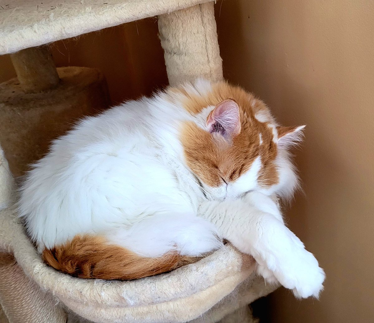 Sir Peanut the Little One of the Tiny Tiger Clan tweet media