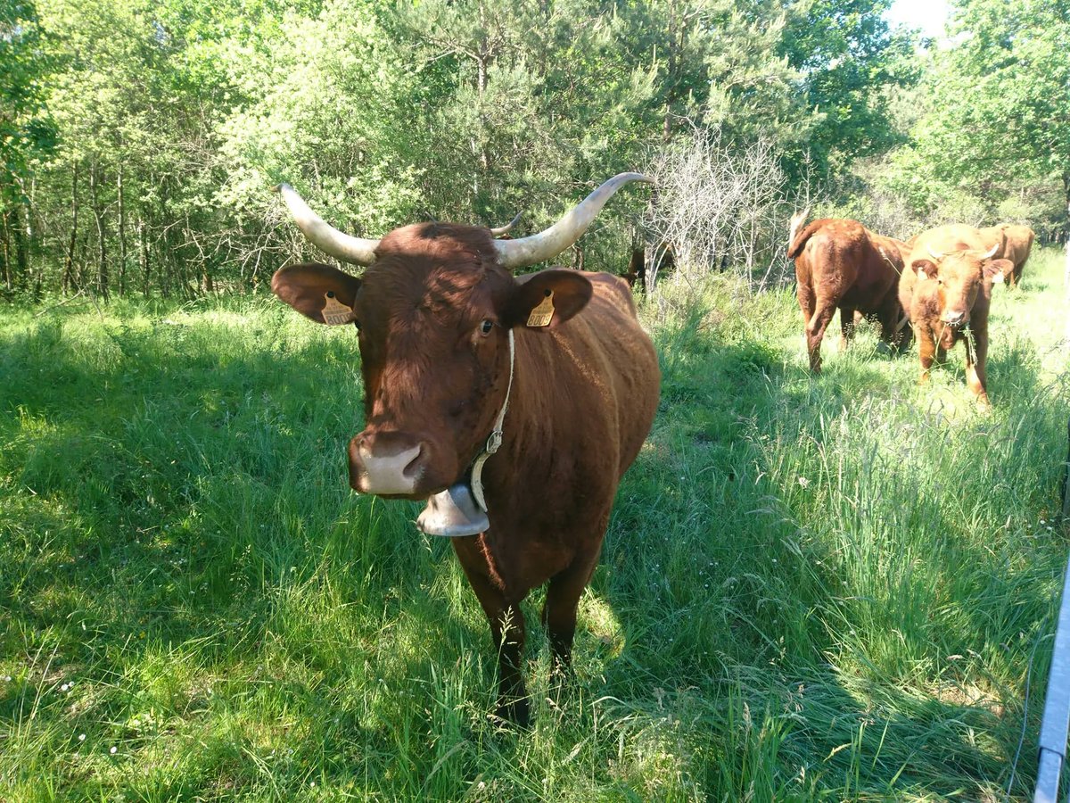 CENAuvergne's tweet photo. Visio #IPAMAC réseau PNR Massif central, #CBN MC & @CENAuvergne : échanges perspectives travail en commun / prairies naturelles & changement climatique. Semences locales, résilience prairies, qualités organoleptiques des produits https://t.co/4z5mXBQYzE #paturagesdumassifcentral https://t.co/Pb1CwXbDjd