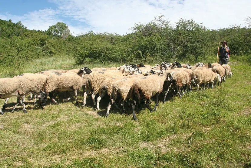 CENAuvergne's tweet photo. Visio #IPAMAC réseau PNR Massif central, #CBN MC & @CENAuvergne : échanges perspectives travail en commun / prairies naturelles & changement climatique. Semences locales, résilience prairies, qualités organoleptiques des produits https://t.co/4z5mXBQYzE #paturagesdumassifcentral https://t.co/Pb1CwXbDjd