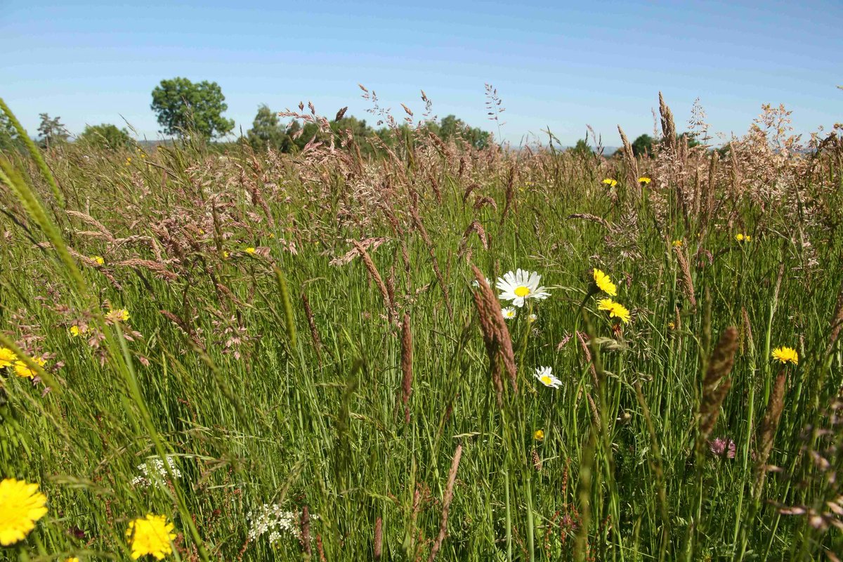CENAuvergne's tweet photo. Visio #IPAMAC réseau PNR Massif central, #CBN MC & @CENAuvergne : échanges perspectives travail en commun / prairies naturelles & changement climatique. Semences locales, résilience prairies, qualités organoleptiques des produits https://t.co/4z5mXBQYzE #paturagesdumassifcentral https://t.co/Pb1CwXbDjd