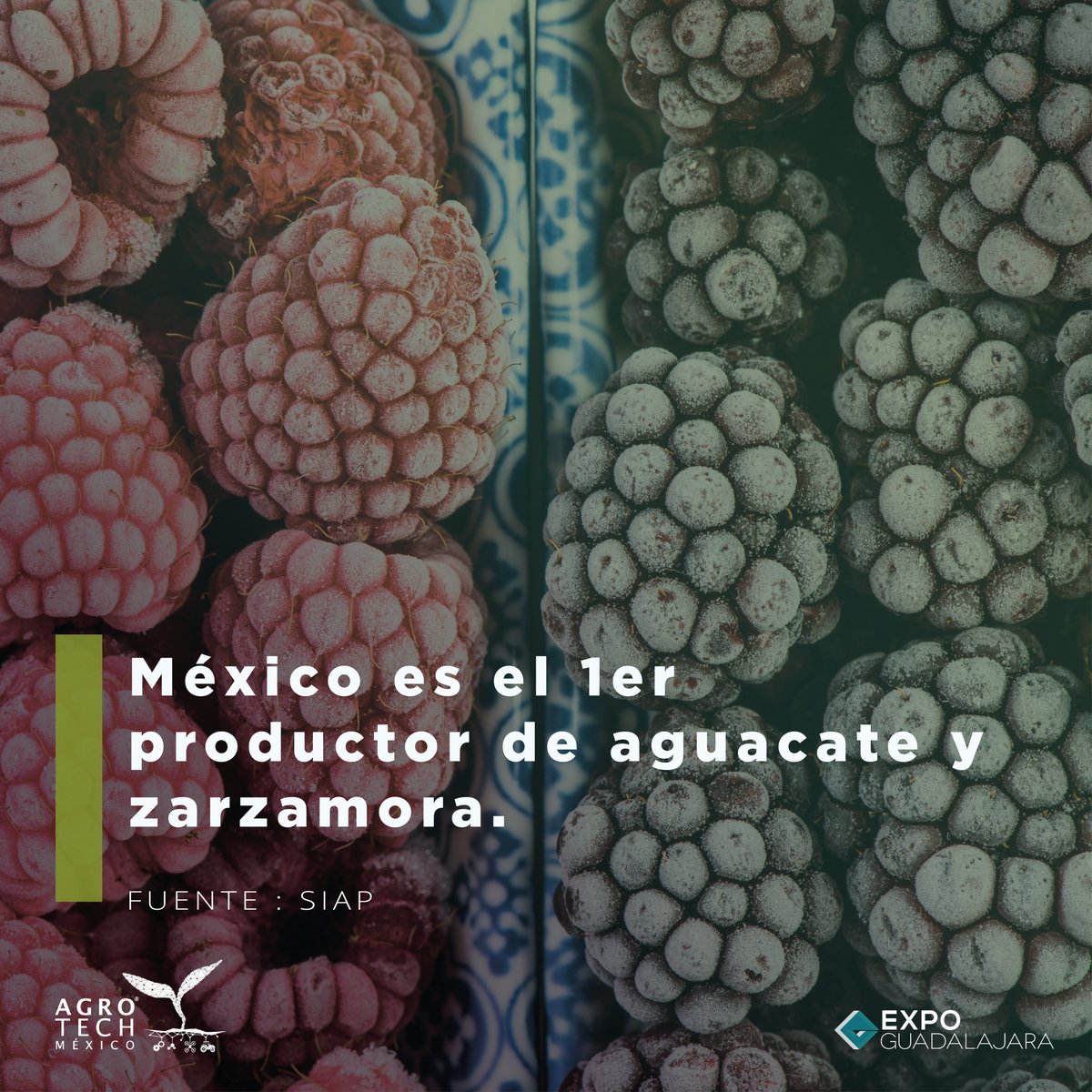 AgroTech_mx's tweet photo. 🌱 ¿Sabías que México es el primer productor de zarzamoras del mundo? 😯

Conoce AgroTech, la exhibición B2B especializada en Industria 4.0 para la agricultura, ganadería y pesca  17 - 19 de mayo 2023, @ExpoGuadalajara 🚜🐄🎣

🔗https://t.co/8Vqggu38uw https://t.co/j1xg35HHgI