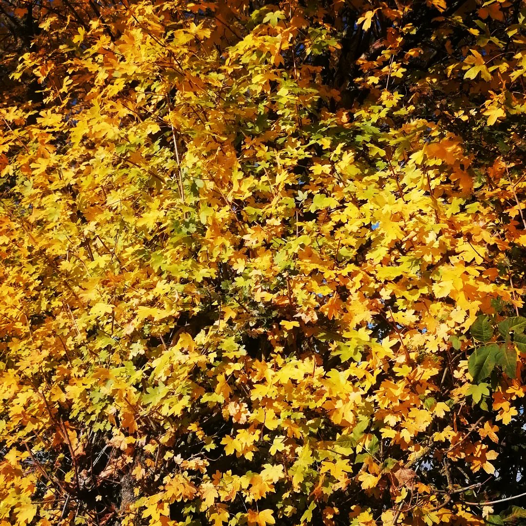 steampacket's tweet image. A colourful autumnal morning walk in the woods #autumncolours#fungi#autumnvibes