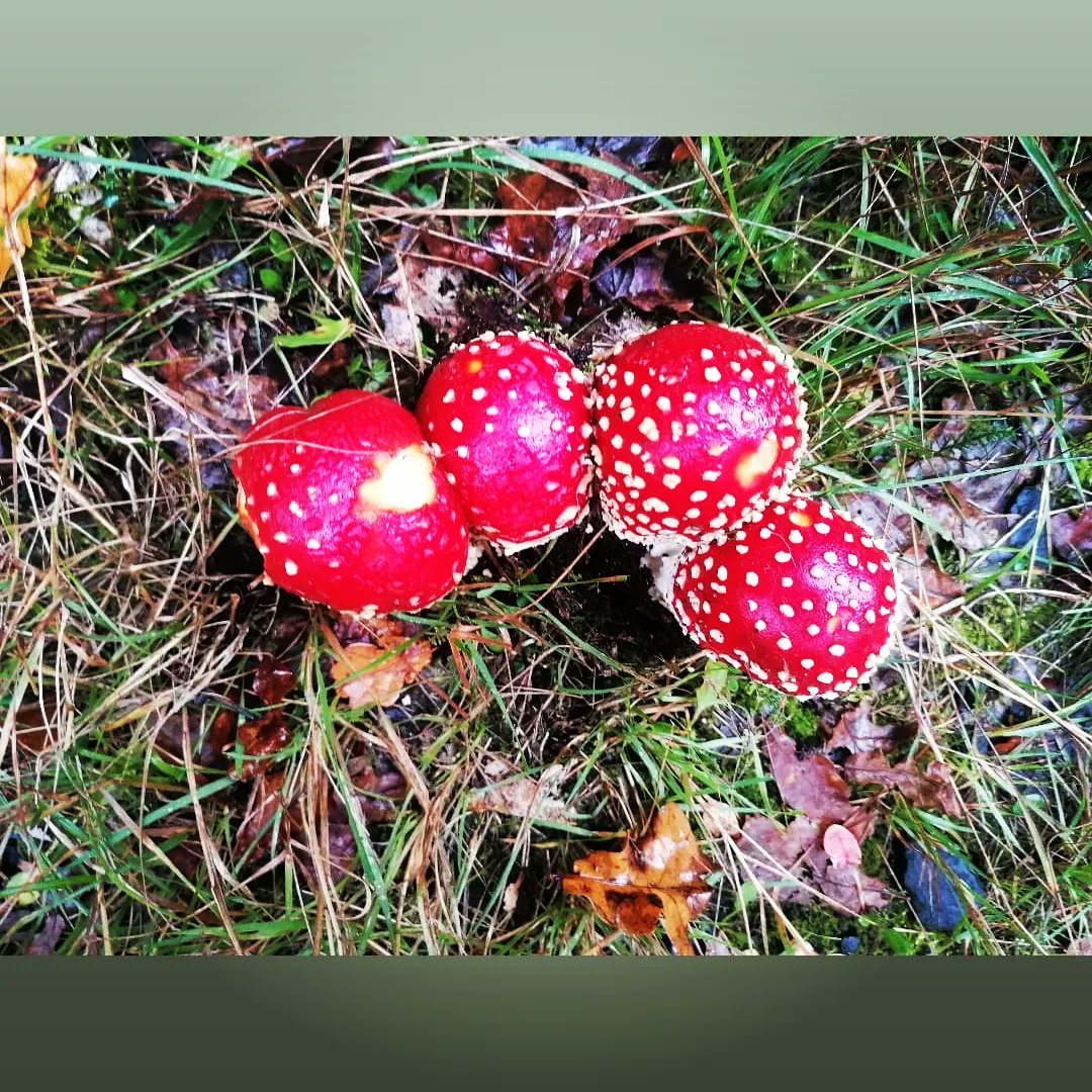 steampacket's tweet image. A colourful autumnal morning walk in the woods #autumncolours#fungi#autumnvibes