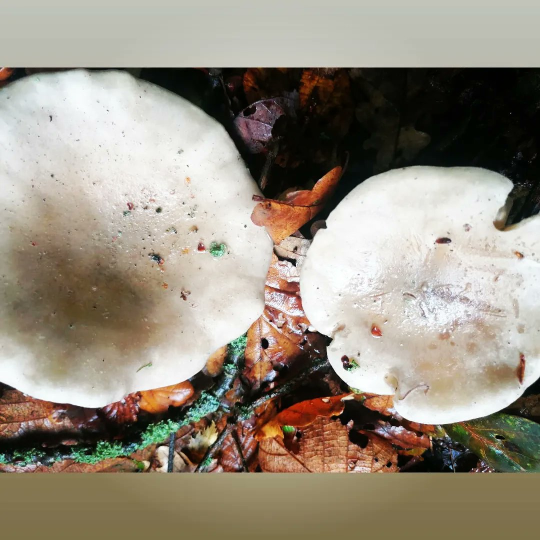 steampacket's tweet image. A colourful autumnal morning walk in the woods #autumncolours#fungi#autumnvibes