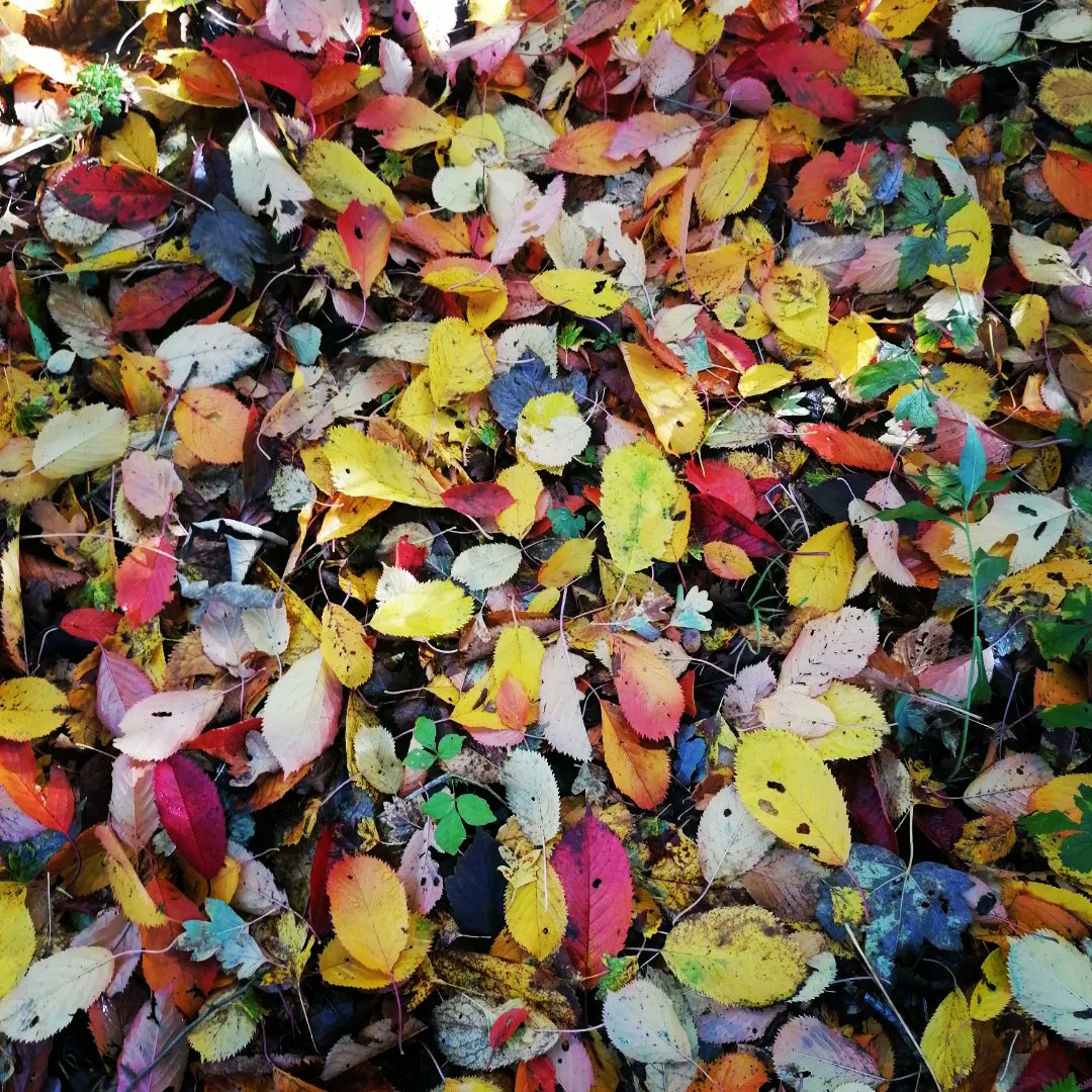 steampacket's tweet image. A colourful autumnal morning walk in the woods #autumncolours#fungi#autumnvibes