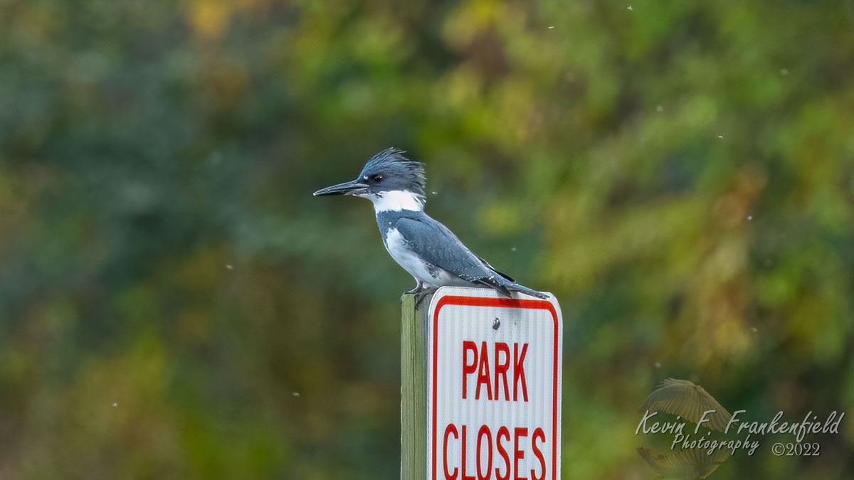 Belted Kingfisher #beltedkingfisher #kingfisher #birdphotography #birdwatching #naturephotography #birdsofinstagram #nutsaboutbirds #birding