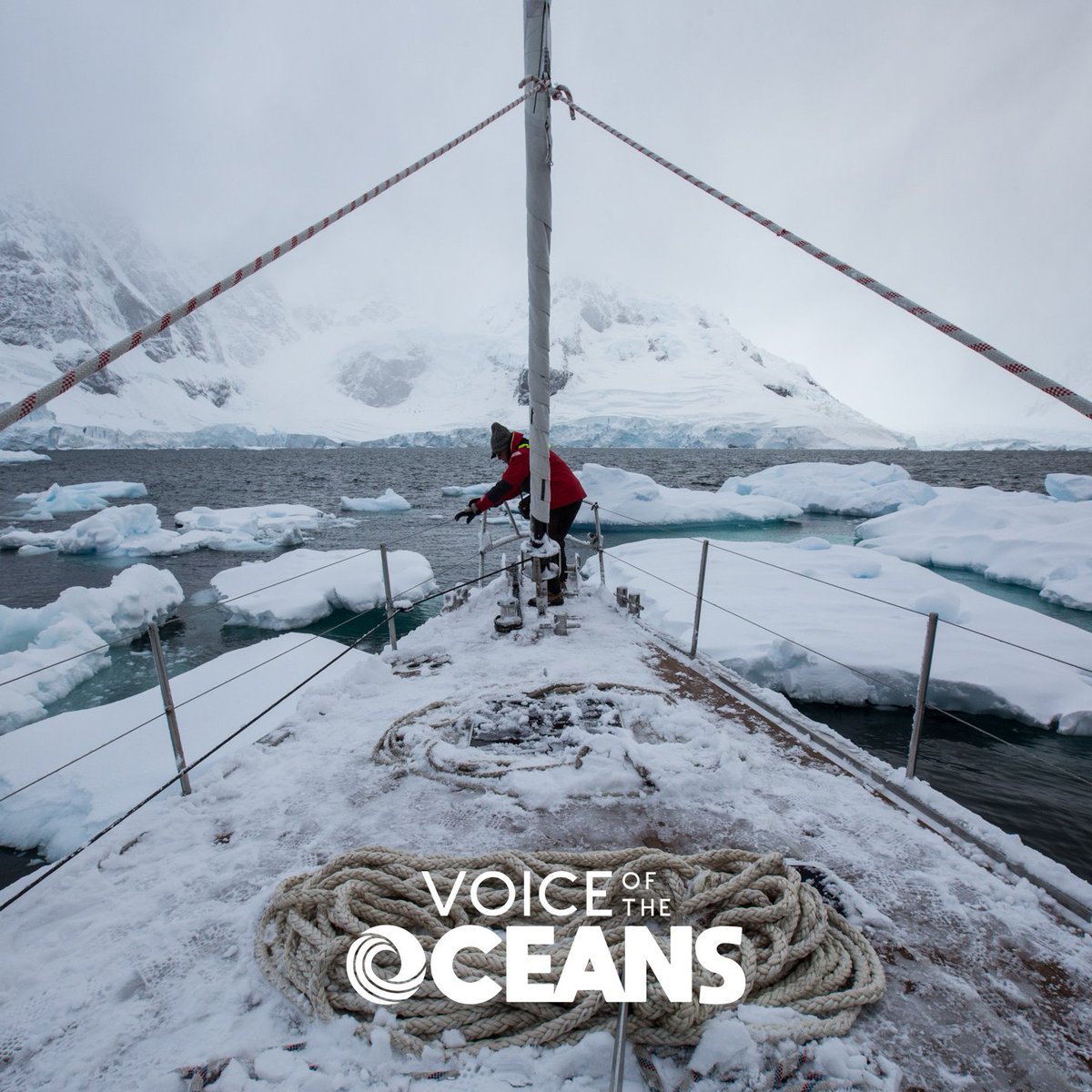 🐬 Voice of the Oceans - NFT project is LIVE tweet media