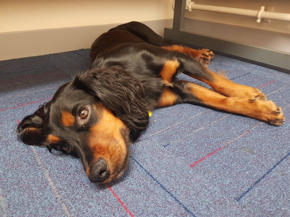 Busy day today! On our lunchtime walk at CIC I met some staff from the physio team and from Women's Outpatients! Lots of treats and attentions 😊🐾🐾
Tired now 💤💤
<a href="/NCICNHS/">North Cumbria Integrated Care NHS Foundation Trust</a> <a href="/NCIC_staff_HW/">NCIC Staff Health and Well-being</a>