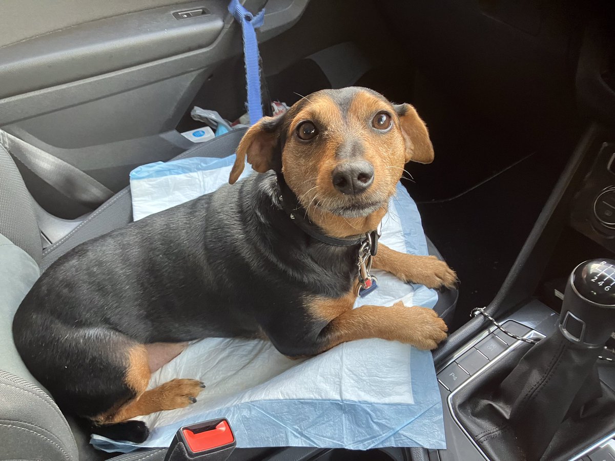 AdoptionsUk's tweet photo. URGENT, please retweet to HELP FIND THE OWNER OF THIS STRAY DOG FOUND TODAY MON 23 OCT #SOUTHSEA #HAMPSHIRE #UK 

Chip not registered, collar no tag, neutered male in good condition. PLEASE SHARE WIDELY 

Now in Portsmouth Council Stray Dog Pound 
 Tel. 023 9268 8181
#dogs #pets https://t.co/t8lWq3hHi9