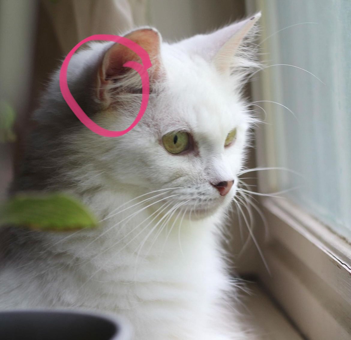 Mini🇮🇳 on Twitter "RT CatsOfYore Tiny cat fact That little extra