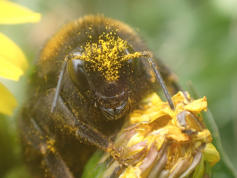 Tomorrow Night 🚨 Join author and Naturalist, @DaveGoulson to learn how we can garden to protect our valuable #pollinators. 📸 Charlotte Rankin ⏰ Tuesday 25 October, doors open at 6.30pm 📍 Curtis Auditorium, Herschel Building, Newcastle University.